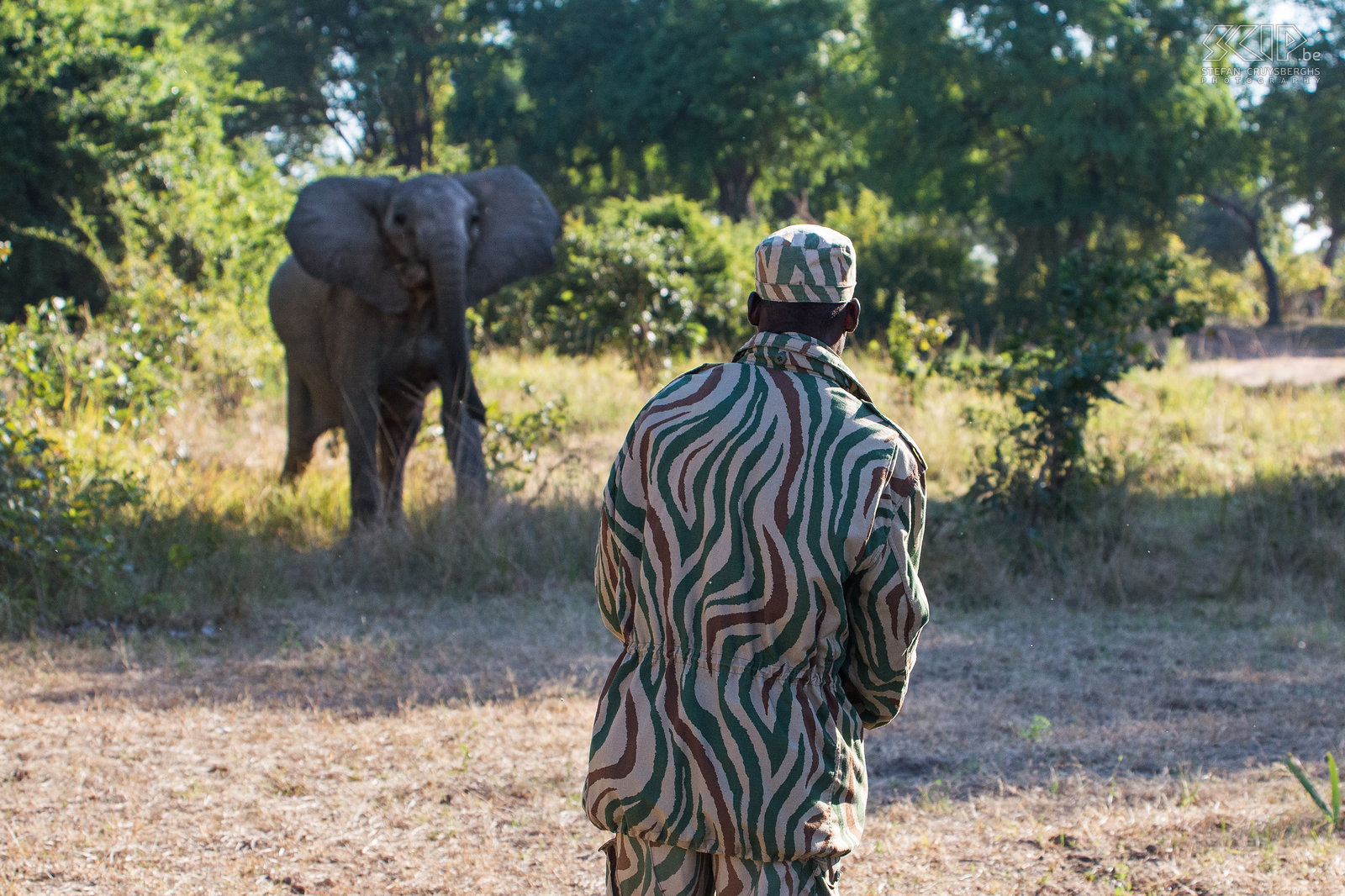 South Luangwa - Olifant aanval tijdens voetsafari South Luangwa park vormt de geboortegrond van de nu overal in Afrika bekende wandelsafari. Wij gingen dus ook een halve dag op wandelsafari met een gids en gewapende scout. ’t Was heel leerrijk en boeiend, avontuurlijk en zelfs even heel spannend. <br />
<br />
Na een uurtje kwamen we een eerste olifant tegen. Deze olifant brieste even bij het zien van ons, maar ging dan toch weg. Kort nadien kwam echter een vrouwtje zonder waarschuwing op ons afgestormd. Olifanten zonder slagtijden zijn vaak agressiever dan anderen. De ranger moest een waarschuwingsschot lossen om haar te stoppen. Iets heel uitzonderlijk, maar gelukkig was het voldoende om haar rechtsomkeer te laten maken. <br />
 Stefan Cruysberghs